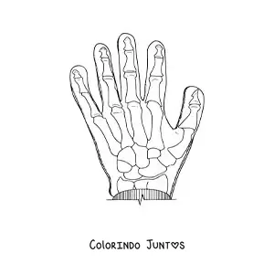 Desenho para colorir de uma radiografia de uma mão