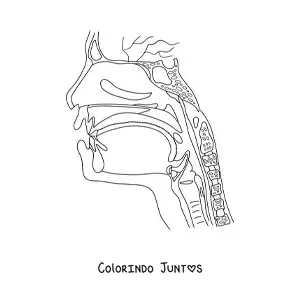 Desenho para colorir de uma seção transversal da cabeça mostrando a anatomia da garganta e do nariz