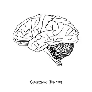 Desenho para colorir de um cérebro visto de lado