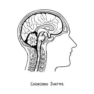 Desenho para colorir de uma seção transversal do cérebro mostrando sua anatomia e suas partes