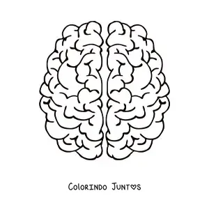 Desenho para colorir dos dois hemisférios cerebrais vistos de cima