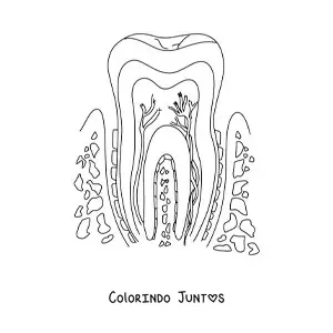 Desenho para colorir de uma seção transversal de um dente, mostrando sua estrutura e suas partes
