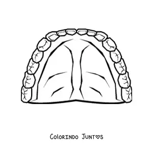 Desenho para colorir de uma dentadura humana