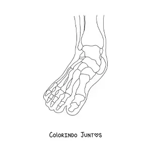 Desenho para colorir de uma radiografia mostrando os ossos do pé