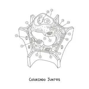 Desenho para colorir da estrutura de uma célula vegetal