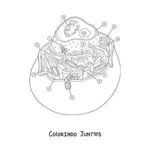 Desenho para colorir da estrutura de uma célula animal