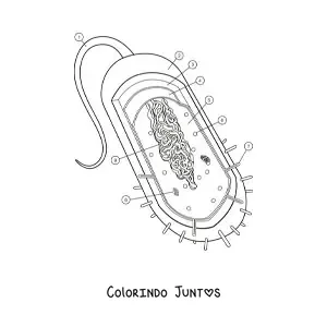 Desenho para colorir da estrutura de uma célula procariótica