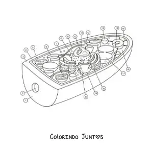 Desenho para colorir da estrutura da célula de um fungo