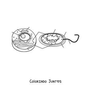 Desenho para colorir das partes da célula eucariótica e procariótica