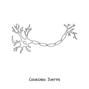Desenho para colorir de um neurônio