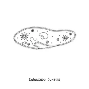 Desenho para colorir de um protozoário