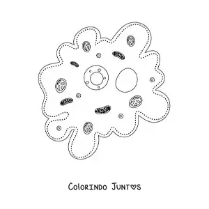 Desenho para colorir das partes da célula