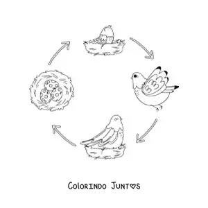 Desenho para colorir do ciclo de vida das aves ilustrado com uma pomba