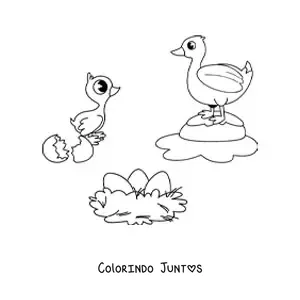 Desenho para colorir do ciclo de vida das aves ilustrado com um pato
