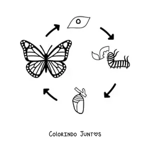 Desenho para colorir do ciclo de vida de uma borboleta