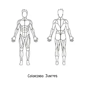 Desenho para colorir do sistema muscular humano