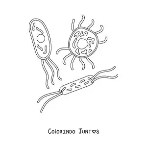 Desenho para colorir de vários microrganismos celulares