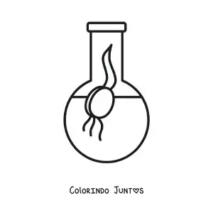 Desenho para colorir da germinação de uma semente