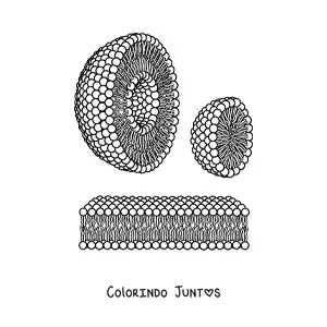 Desenho para colorir das estruturas de lipossomo e micela