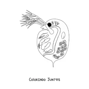 Desenho para colorir de uma daphnia