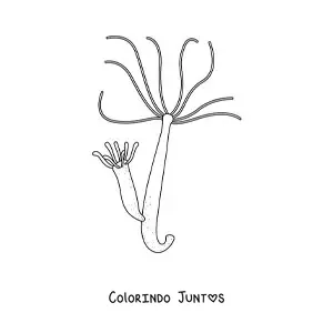 Desenho para colorir de uma hidra de água doce