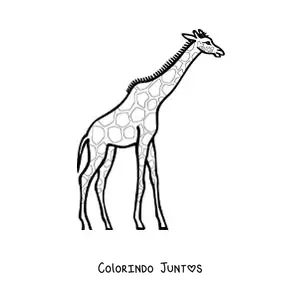 Desenho para colorir de uma girafa olhando para a direita esticando o pescoço
