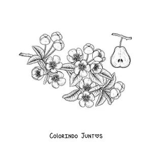 Desenho para colorir de alguns galhos de uma pereira com flores e uma pera