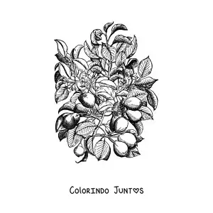 Desenho para colorir dos galhos de uma pereira