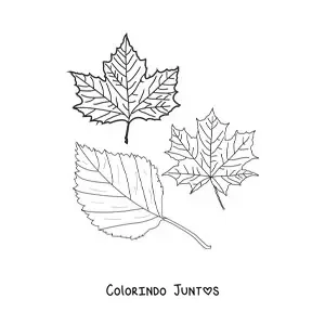 Desenho para colorir de duas folhas secas de outono