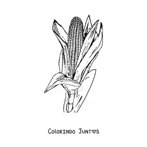 Desenho para colorir de uma espiga de milho realista com folhas