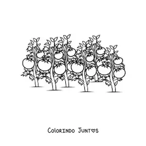 Desenho para colorir de uma plantação de pés de tomate
