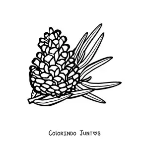 Desenho para colorir de um pinhão com folha de pinheiro