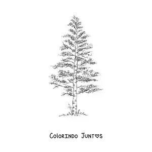 Desenho para colorir de um pinheiro realista