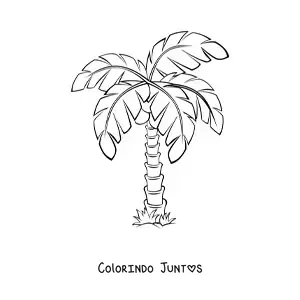 Desenho para colorir de uma palmeira simples