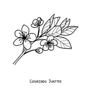 Desenho para colorir de uma flor de cerejeira