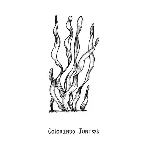 Desenho para colorir de uma alga marinha realista