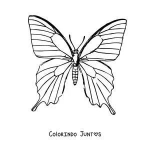Desenho para colorir de uma borboleta realista