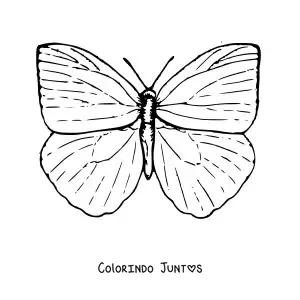 Desenho para colorir de uma borboleta com as asas abertas