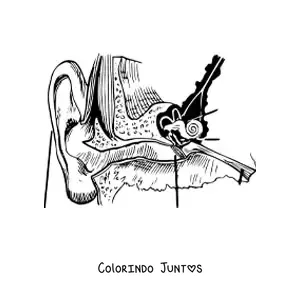 Desenho para colorir das partes do ouvido humano