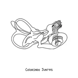 Desenho para colorir da estrutura do ouvido interno