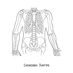 Desenho para colorir dos ossos que formam o tronco humano