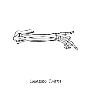 Desenho para colorir dos ossos do braco humano