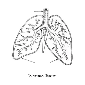 Desenho para colorir de pulmoes e bronquios com setas que apontam suas partes