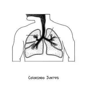 Desenho para colorir do sistema respiratorio com setas que apontam suas partes