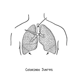 Desenho para colorir de pulmoes com setas que apontam suas partes