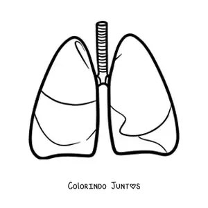 Desenho para colorir de um par de pulmoes humanos simples
