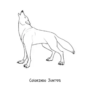 Desenho para colorir de um lobo selvagem uivando