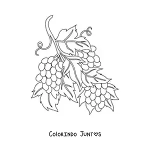 Desenho para colorir de tres cachos de uvas na videira