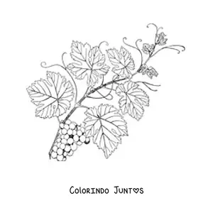 Desenho para colorir de uma videira frondosa