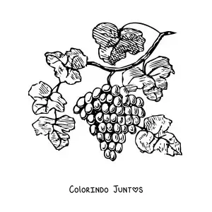 Desenho para colorir de umas uvas em uma videira com folhas
